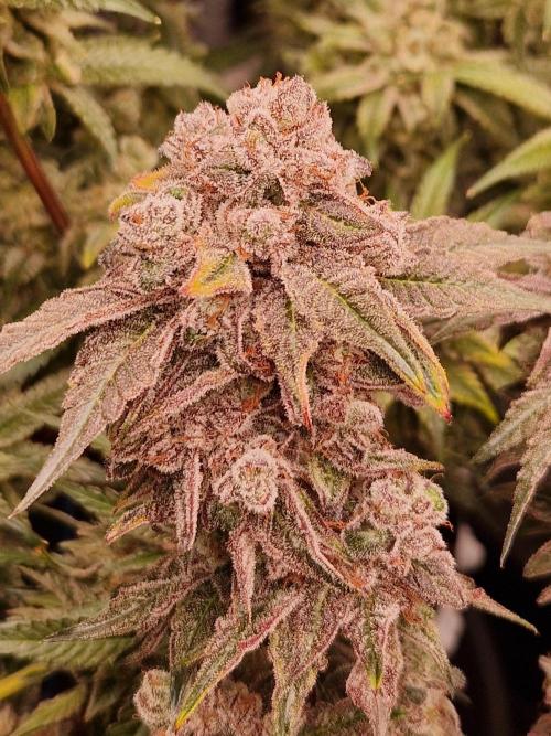 Punch Pie. Week 18