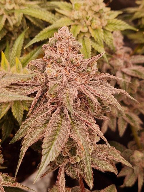 Punch Pie. Week 18