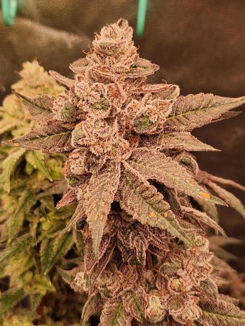 Punch Pie. Week 18