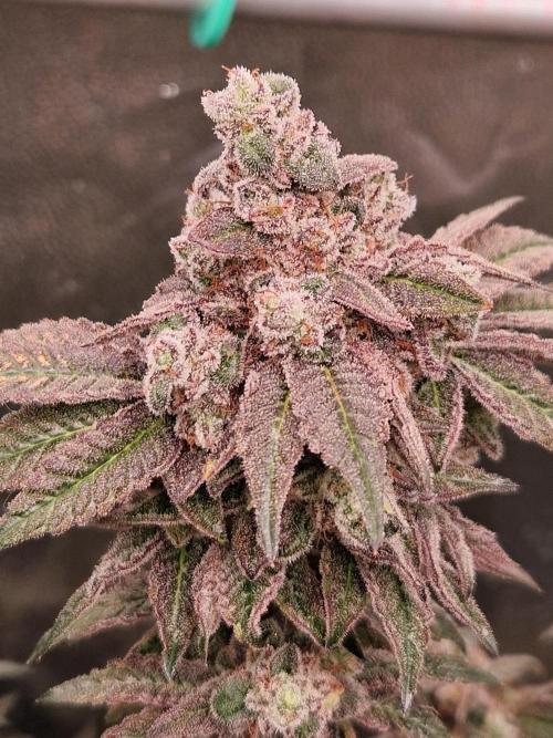 Punch Pie. Week 18