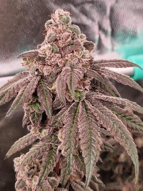Punch Pie. Week 18
