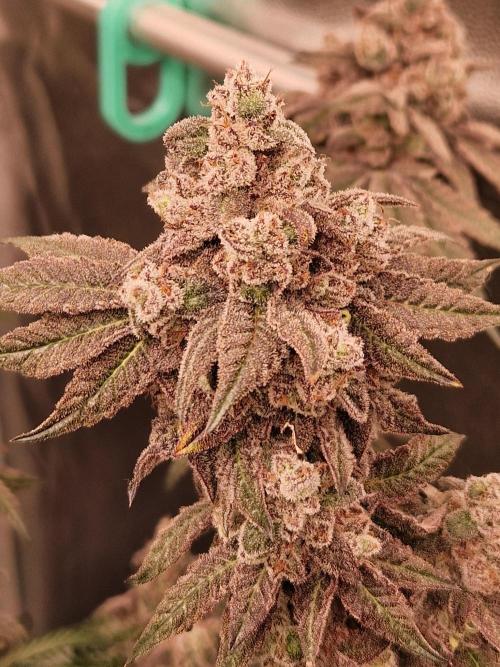Punch Pie. Week 18