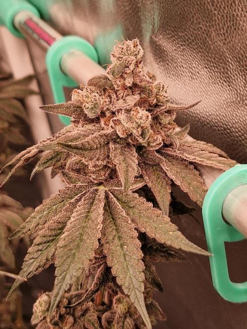 Punch Pie. Week 18