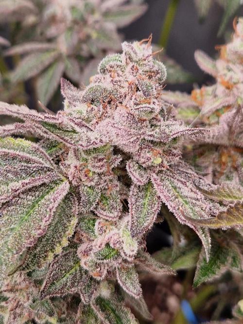 Punch Pie. Week 18