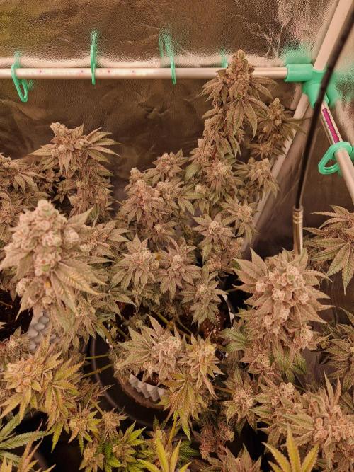 Punch Pie. Week 18