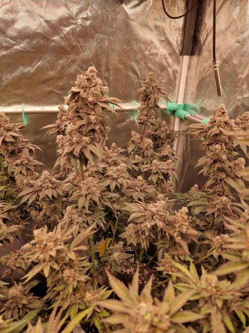 Punch Pie. Week 18