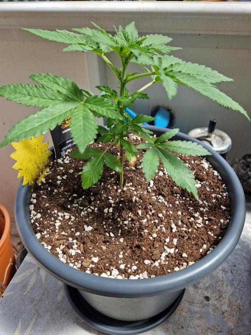 Chemical Candy Auto. Week 5 - 05.06.26