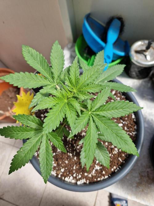 Chemical Candy Auto. Week 5 - 05.06.26