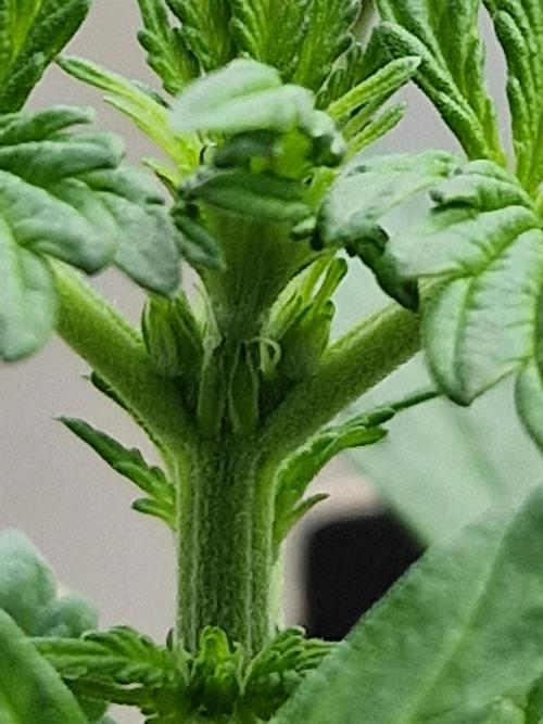 Chemical Candy Auto. Week 5 - 05.06.26 