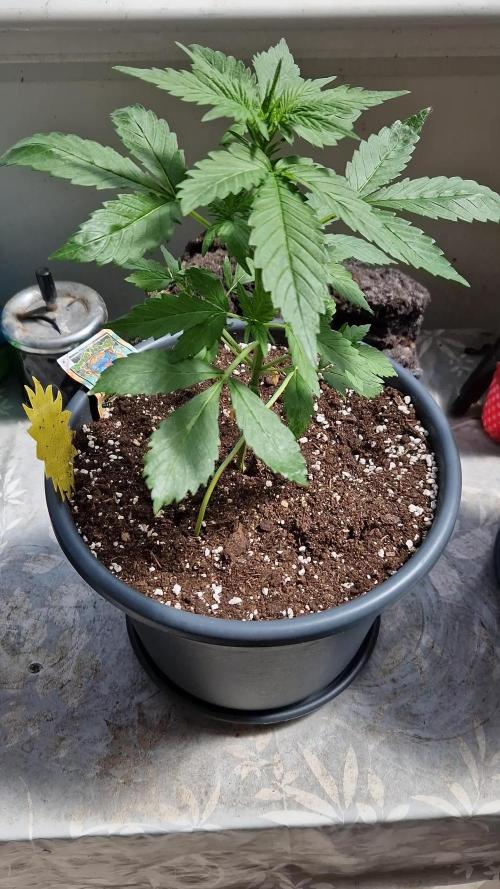 Pineapple Slush XL Auto