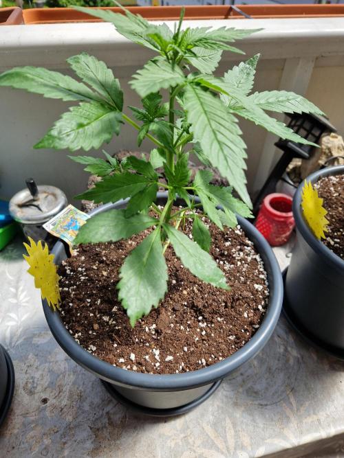 Pineapple Slush XL Auto. Week 5 - 05.06.26 