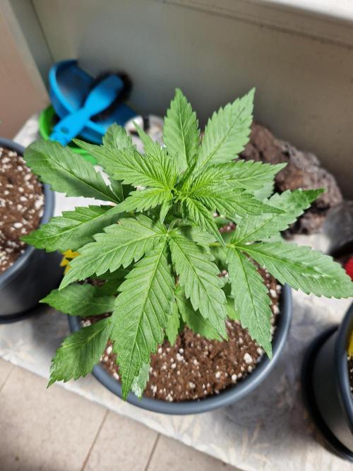 Pineapple Slush XL Auto. Week 5 - 05.06.26 