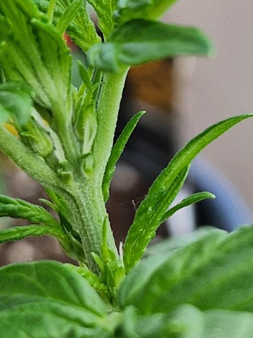 Pineapple Slush XL Auto. Week 5 - 05.06.26 