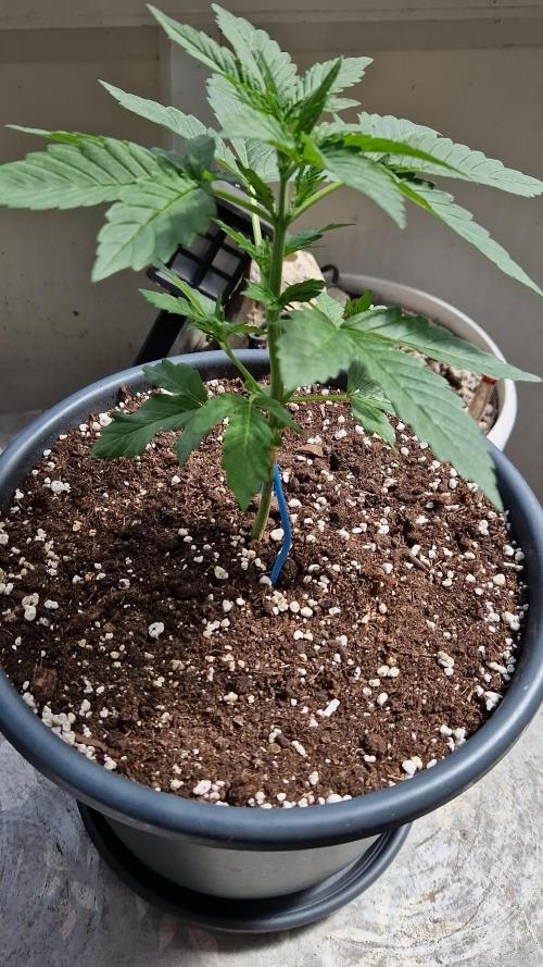 Super Lemon Haze Auto