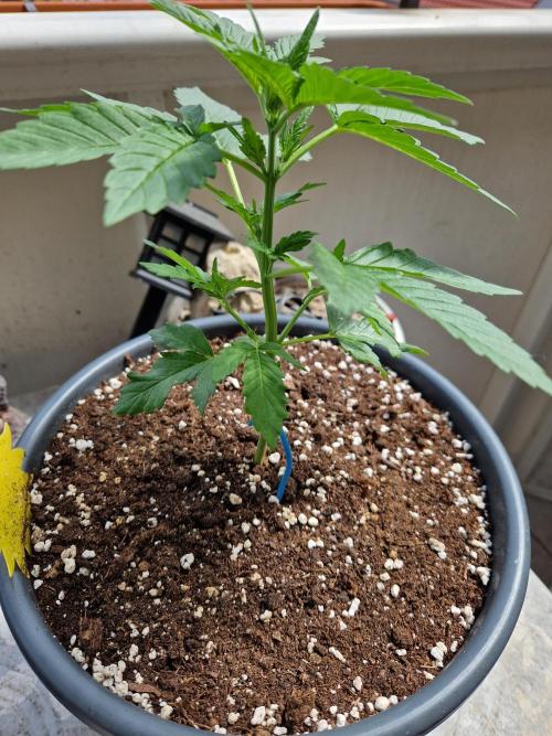 Super Lemon Haze Auto. Week 5 - 05.06.26 