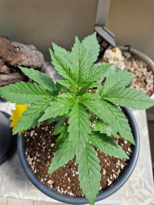 Super Lemon Haze Auto. Week 5 - 05.06.26 