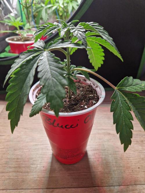 Blucci OG. Week 3