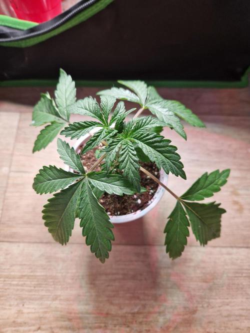 Blucci OG. Week 3