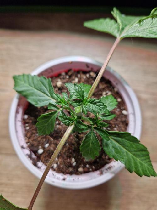 Blucci OG. Week 3