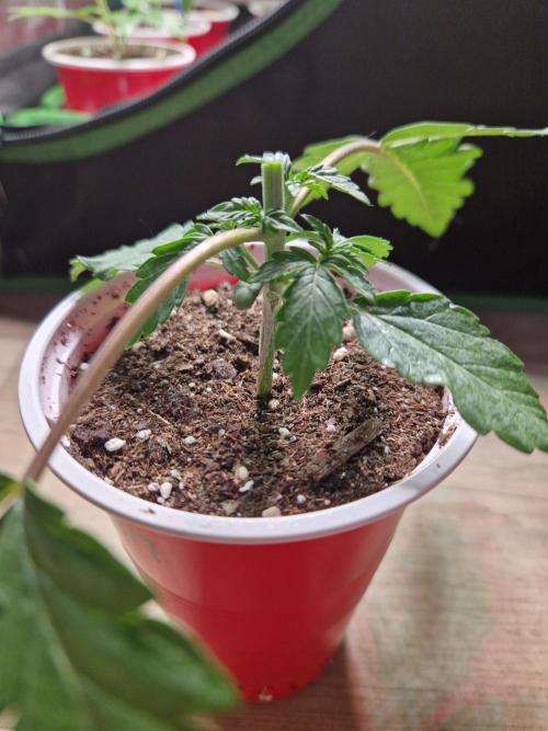 Blucci OG. Week 3