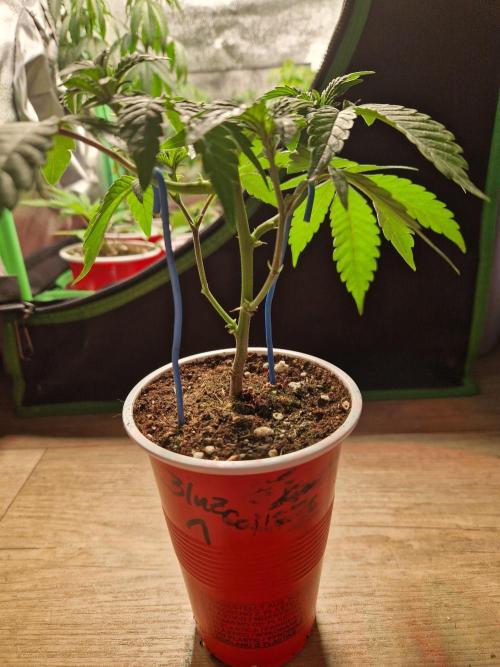 Bluzcotti Vaders Cut (2026). Week 5