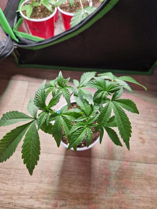 Bluzcotti Vaders Cut (2026). Week 5