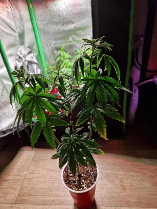 The White Sweet Candy OG One USAGenetics. Week 8 - 07.06.26 