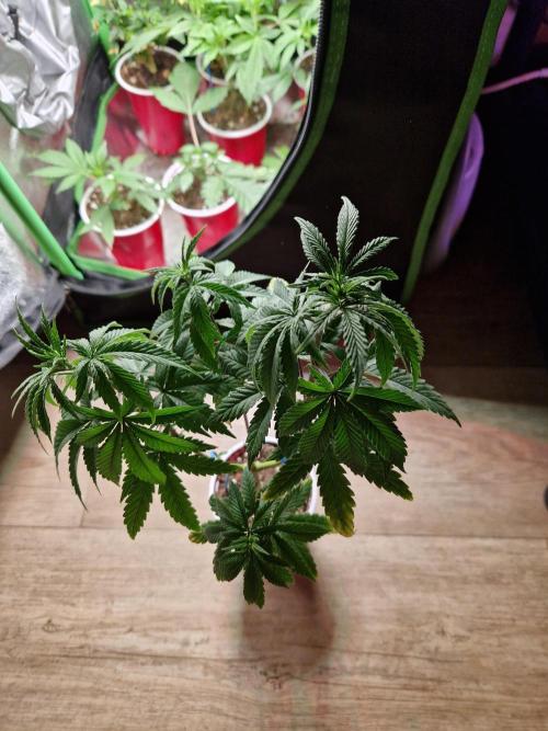 The White Sweet Candy OG One USAGenetics. Week 8 - 07.06.26