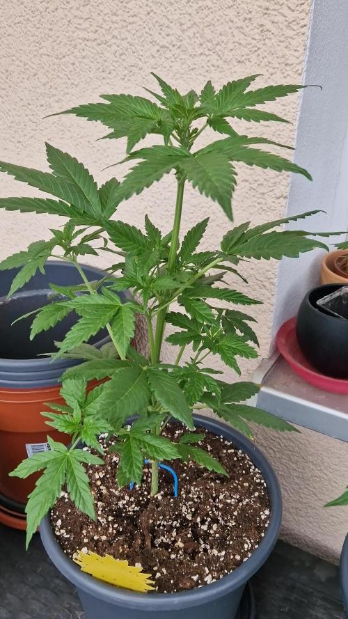 Super Lemon Haze Auto