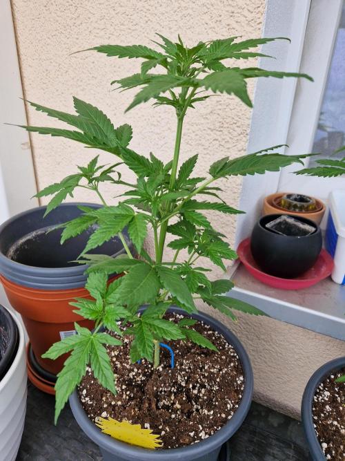Super Lemon Haze Auto. Week 6 - 15.06.26