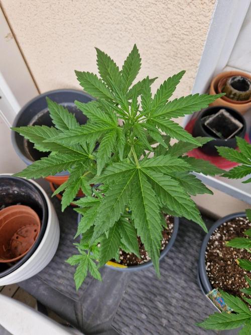 Super Lemon Haze Auto. Week 6 - 15.06.26