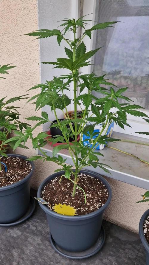 Pineapple Slush XL Auto