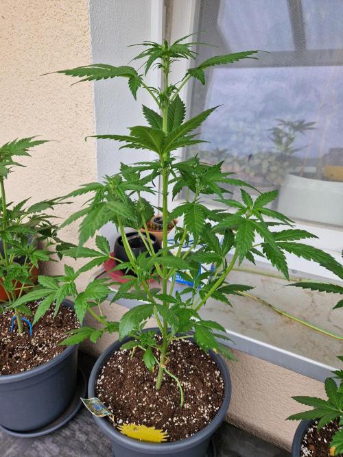 Pineapple Slush XL Auto. Week 6 - 15.06.26 