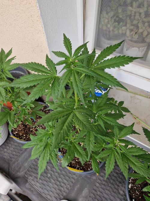 Pineapple Slush XL Auto. Week 6 - 15.06.26 