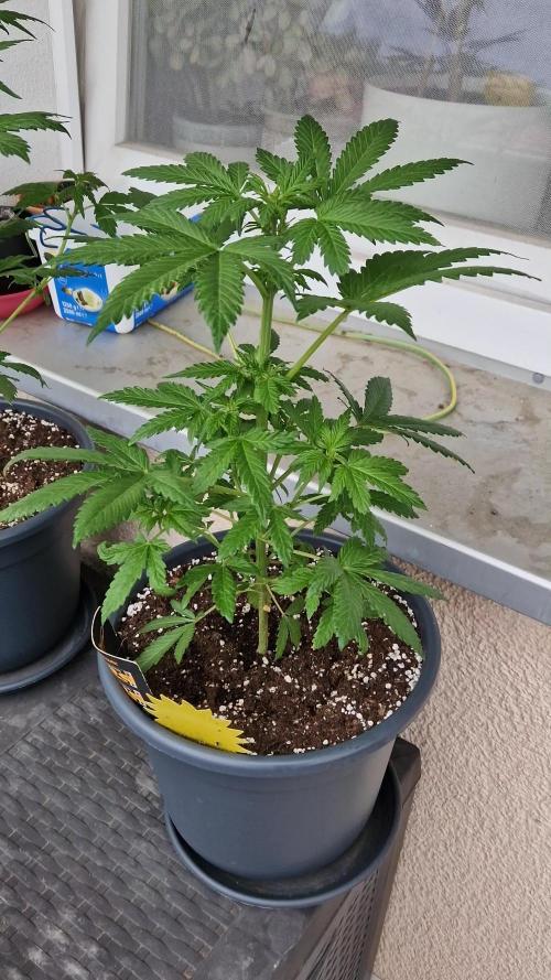 Chemical Candy Auto