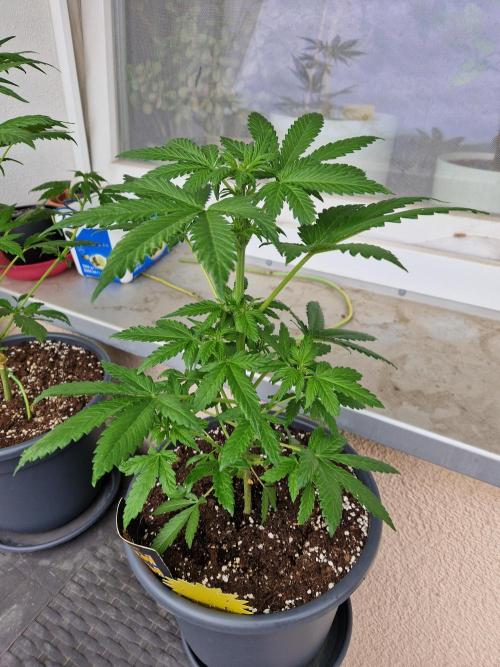 Chemical Candy Auto. Week 6 - 15.06.26 