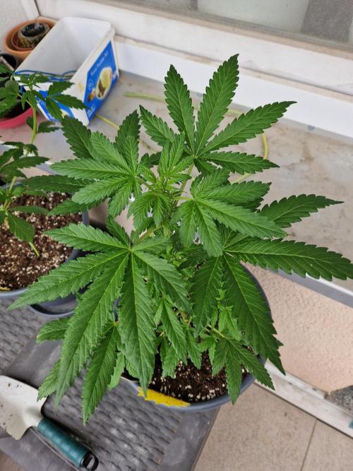 Chemical Candy Auto. Week 6 - 15.06.26 