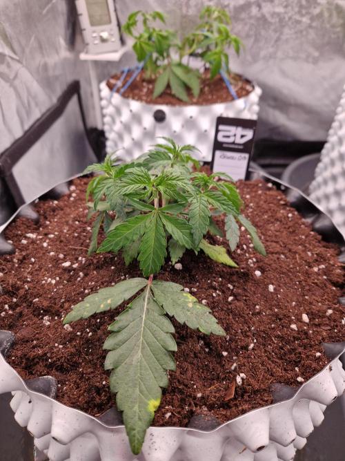 Blucci OG. Week 4 - 15.06.26 