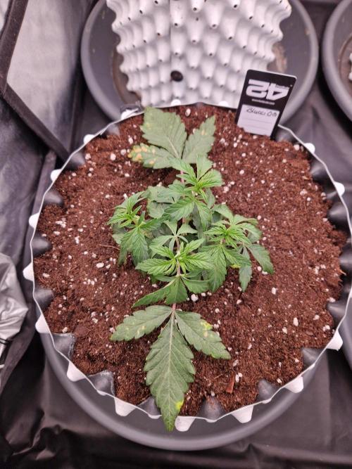 Blucci OG. Week 4 - 15.06.26 