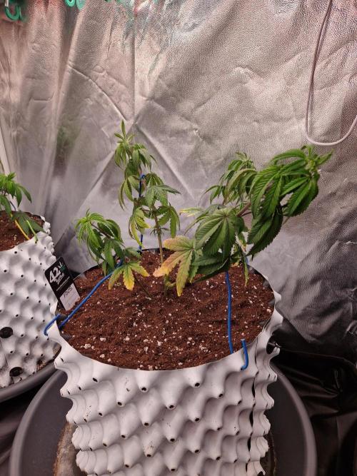 The White Sweet Candy OG One USAGenetics. Week 9 - 15.06.26 