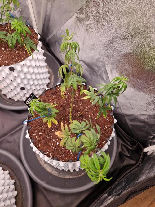 The White Sweet Candy OG One USAGenetics. Week 9 - 15.06.26 