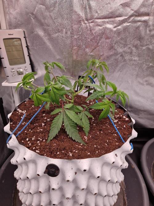 Bluzcotti Vaders Cut (2026). Week 6 - 15.06.26 