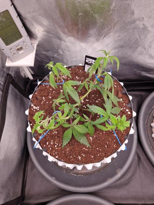 Bluzcotti Vaders Cut (2026). Week 6 - 15.06.26 
