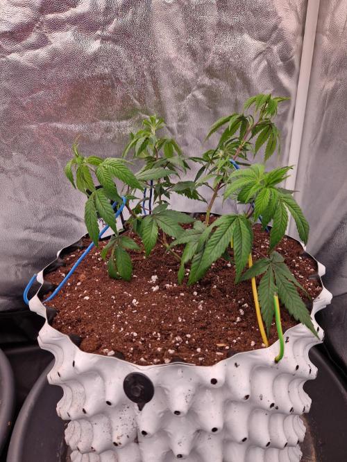 Permanent Melons (2026). Week 7 - 15.06.26 