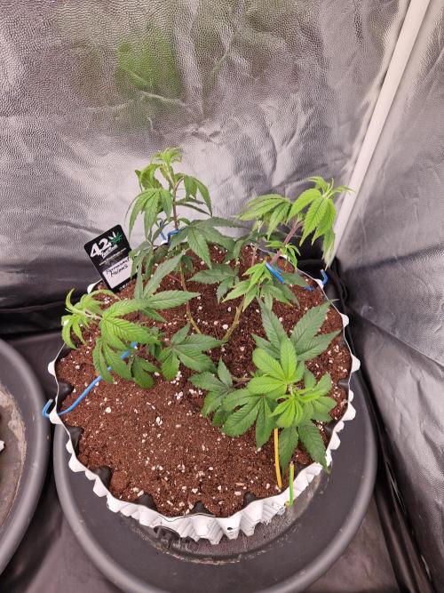Permanent Melons (2026). Week 7 - 15.06.26 