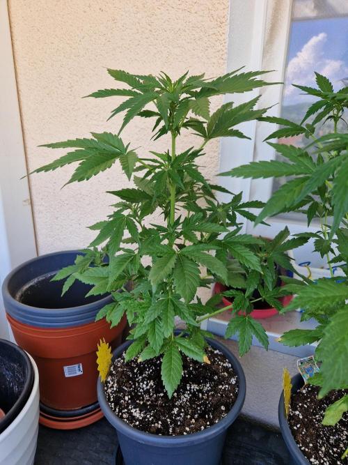 Super Lemon Haze Auto. Week 7 - 19.06.26