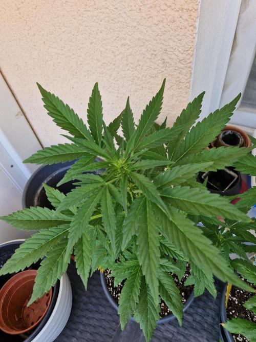 Super Lemon Haze Auto. Week 7 - 19.06.26