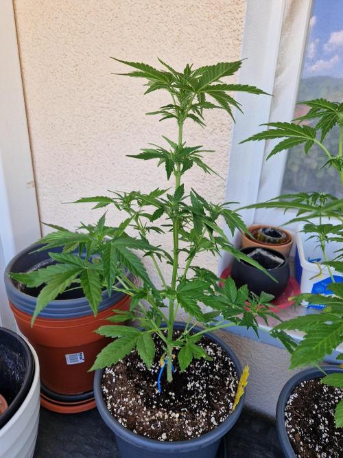 Super Lemon Haze Auto. Week 7 - 19.06.26 