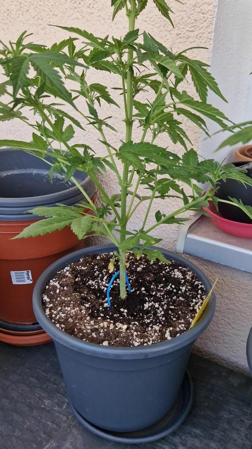 Super Lemon Haze Auto