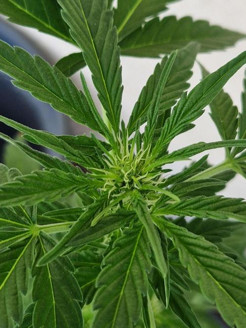 Super Lemon Haze Auto. Week 7 - 19.06.26 